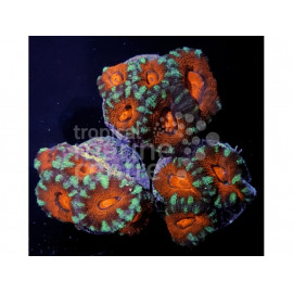 Acanthastrea spp. orange grey rim Esqueix CITES: 23PTLX00949I