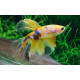 BETTA MACHO HALF MOON YELLOW GALAXY L