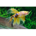 BETTA MACHO HALF MOON YELLOW GALAXY L