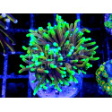 Euphyllia glabrescens Dragon Soul esqueje 1 cabeza 