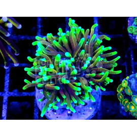 Euphyllia glabrescens Dragon Soul esqueje 1 cabeza