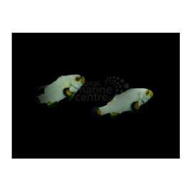 Amphiprion percula platinum