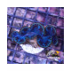 Tridacna Maxmia Ultra Blue Pacific M