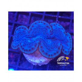 Tridacna Maxmia Ultra Blue M Cultivo CITES: 2nl310284/11