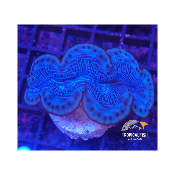 Tridacna Maxmia Ultra Blue Pacific M