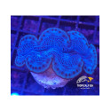 Tridacna Maxmia Ultra Blue M Cultiu 