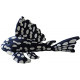 Sapphire pleco plush Peluche