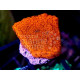 montipora bright orange frag