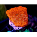 montipora bright orange frag 