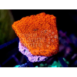 montipora bright orange frag