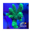 Esqueje ACROPORA ENDEMICA PREMIUM