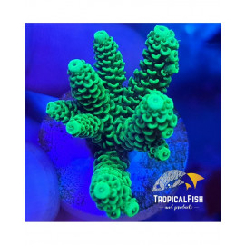 Esqueje ACROPORA ENDEMICA PREMIUM