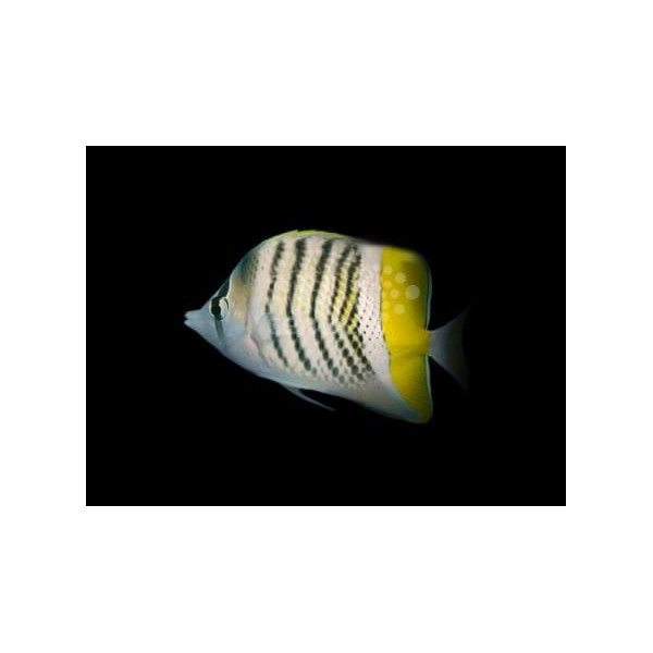 Chaetodon mertensii