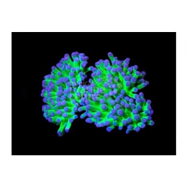 Euphyllia glabrescens green ultra esqueje CITES: 23PTLX01383I