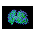 Euphyllia glabrescens green ultra esqueje 