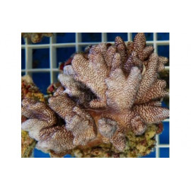 Cladiella Cult.Finger Coral-Cauliflower ML