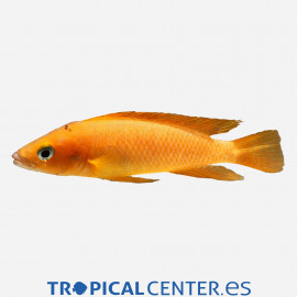 NEOLAMPROLOGUS LELEUPI LEMON