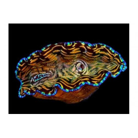 Tridacna Derasa M CITES: 26PTLX00032I