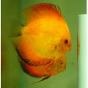 Discus deluxe Red Marlboro yellow TX SM