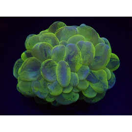 Plerogyra sinuosa (Splotched) L CITES: 24PTLX01135I