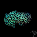 Alveopora spp. Daisy M 