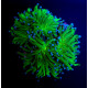 Euphyllia glabrescens Reverse Holy Grail
