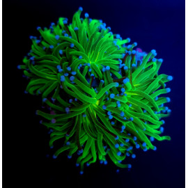 Euphyllia glabrescens Reverse Holy Grail CITES: 22NL306746/11(DJM)
