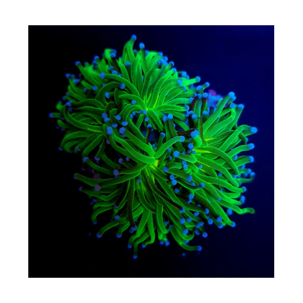 Euphyllia glabrescens Reverse Holy Grail