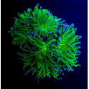 Euphyllia glabrescens Reverse Holy Grail 