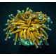 Euphyllia cristata Gold torch