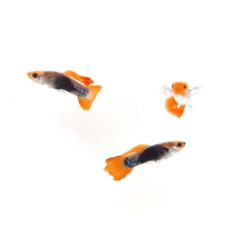 Guppy macho piel serpiente azul