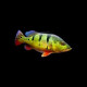 CICHLA MONOCULUS s juvenil