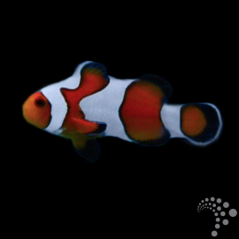 Amphiprion ocellaris Gladiator