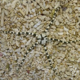Ophioderma appressum