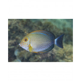 ACANTHURUS XANTHOPTERUS MALDIVAS