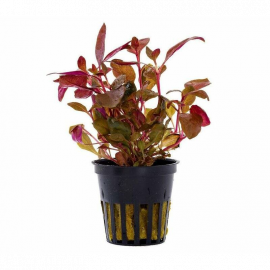 Alternanthera reineckii 'Mini' Aquaflora