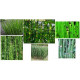 planta tija assortida estany