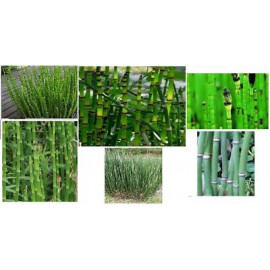planta tija assortida estany