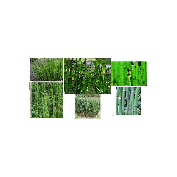 planta tija assortida estany