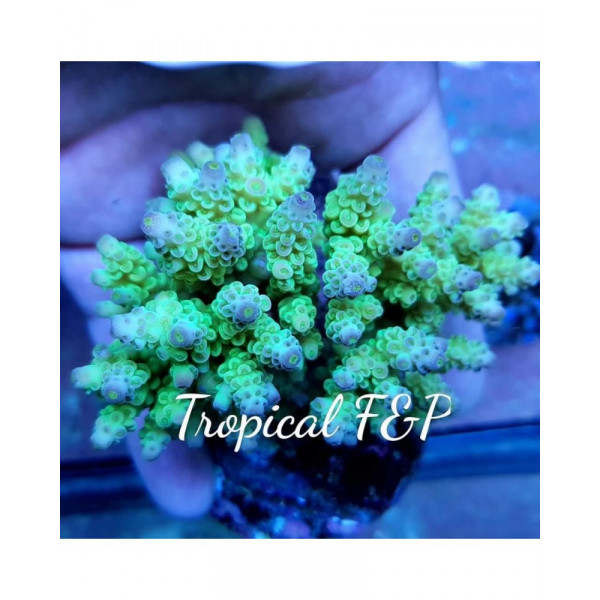ACROPORAS CULTIVO PREMIUN INDONESIA M TFP
