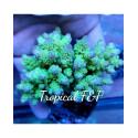 ACROPORAS CULTIVO PREMIUN INDONESIA M TFP 