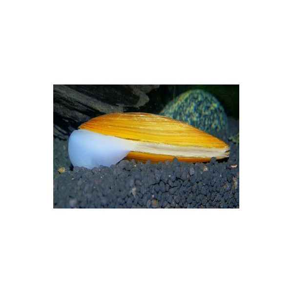 PILSBRYOCONCHA EXILIS almeja verde agua dulce