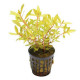 Ammania pedicellata Gold bsp