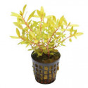 Ammania pedicellata Gold bsp