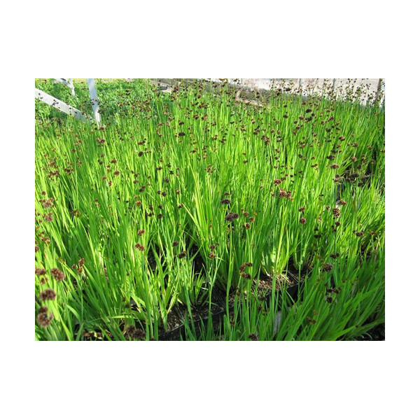 Juncus Ensifolius