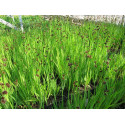 Juncus Ensifolius