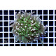 Euphyllia Glabrescens Gold torch