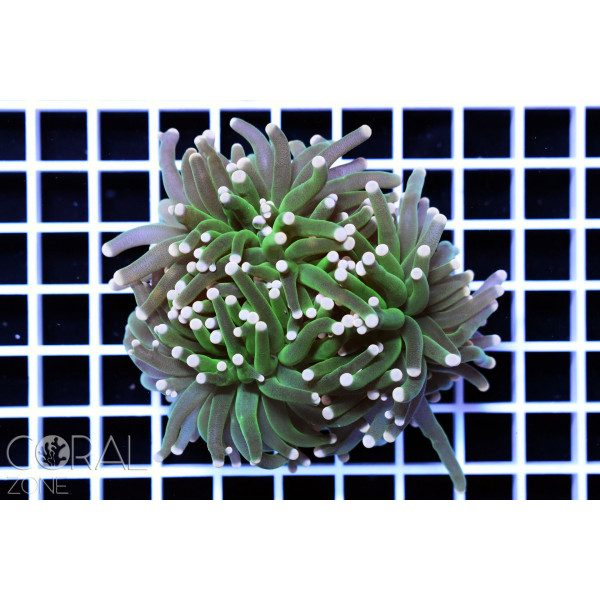 Euphyllia Glabrescens Gold torch
