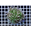Euphyllia glabrescens (Cotton Candy) torch 