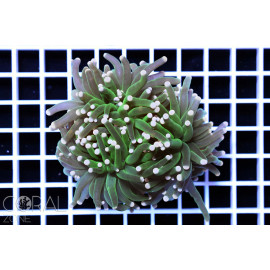 Euphyllia Glabrescens Gold torch